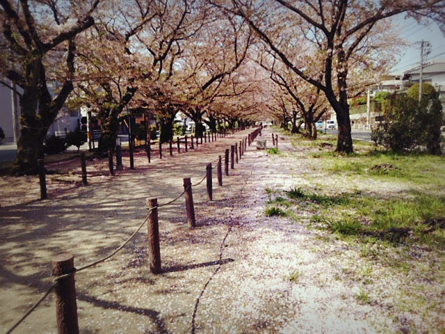 桜吹雪の時期ですね!