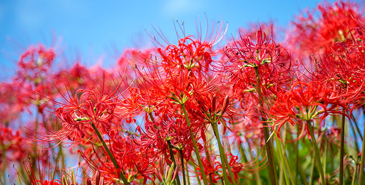 日本人なら知っておきたい!秋分の日について