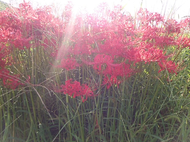 お彼岸と、悟りの世界