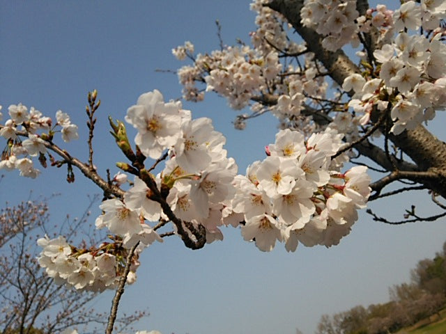 桜が満開ですね♪