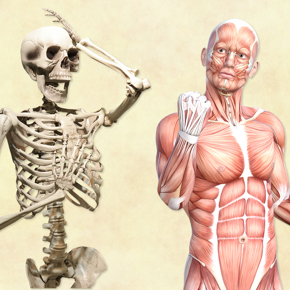 なぜ体はゆがむのか?やさしい解剖学・生理学講座