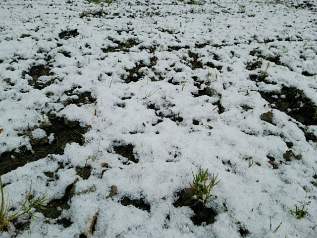 雪が降りました❄