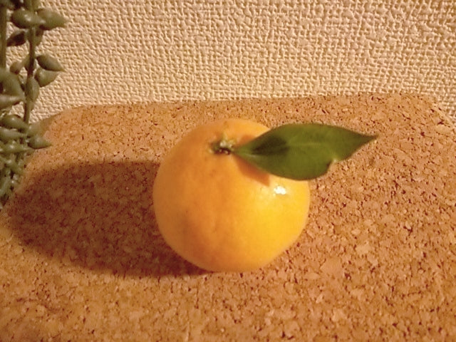 今の時期の定番さん♪
