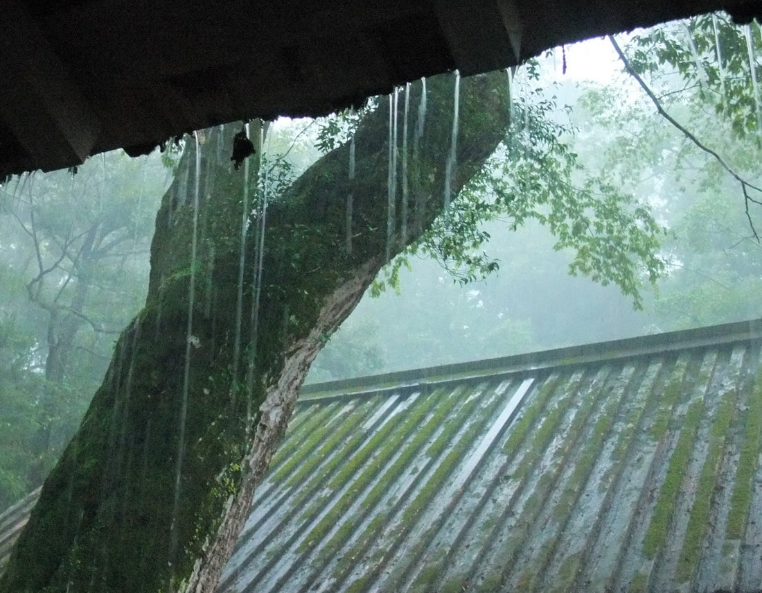 浄化の雨