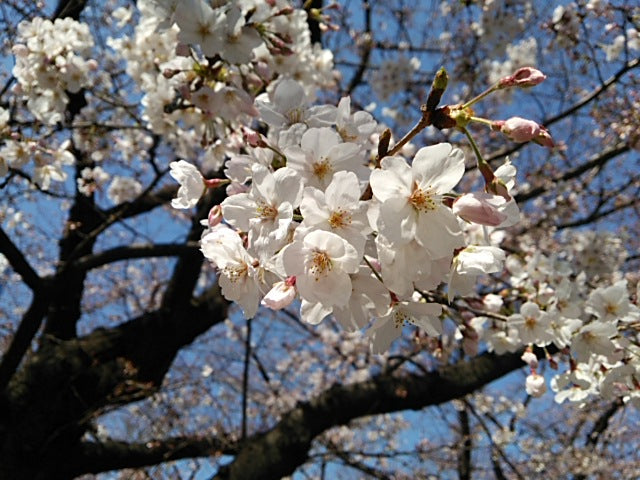 桜開花♪