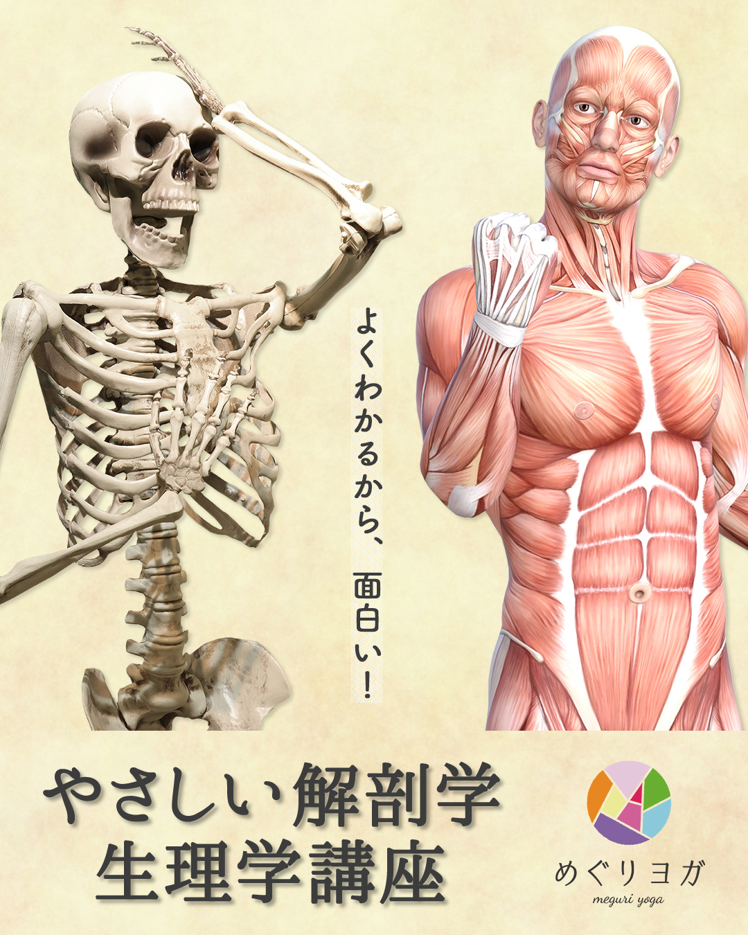 やさしい解剖学・生理学のイメージ